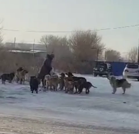 Владельцев агрессивных собак на самовыгуле начали штрафовать в Благовещенске