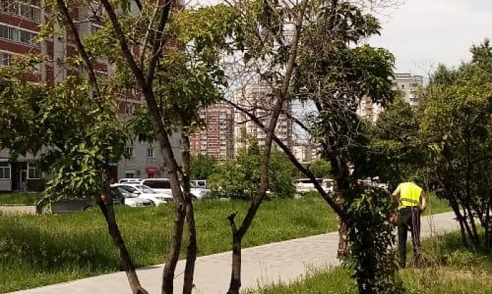 Масштабная обрезка городских насаждений: с начала года коммунальщики обработали свыше 1000 деревьев